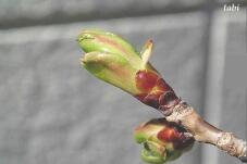 185243_6.jpg  : 34 KB