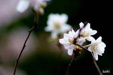 185243_7.jpg  : 27 KB