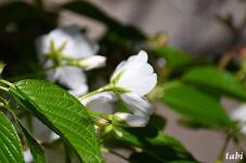 185243_9.jpg  : 39 KB