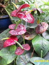 185247_2.jpg  : 83 KB