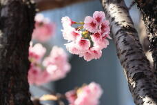 185277_2.jpg  : 96 KB