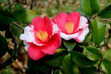 185286_3.jpg  : 74 KB