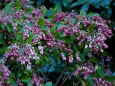 185290_1.jpg  : 280 KB