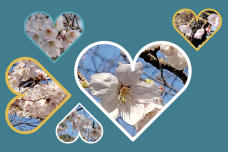 185292_1.jpg  : 158 KB