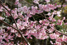 185319_1.jpg  : 114 KB