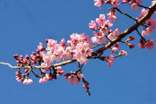 185319_3.jpg  : 65 KB