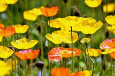 185329_3.jpg  : 66 KB