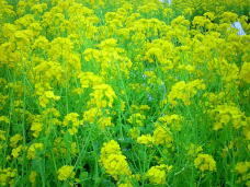 185338_2.jpg  : 201 KB