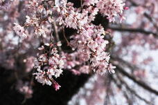 185430_1.jpg  : 143 KB