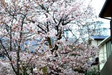 185438_1.jpg  : 184 KB