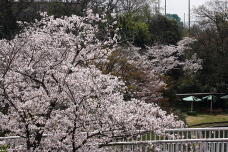 185448_2.jpg  : 267 KB