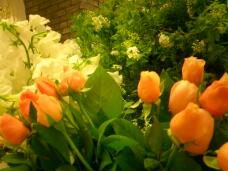 185493_1.jpg  : 127 KB