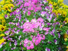 185493_2.jpg  : 184 KB