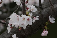 185495_1.jpg  : 102 KB