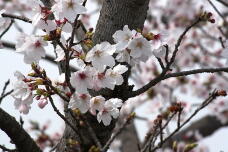 185495_2.jpg  : 153 KB