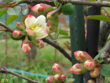 185499_1.jpg  : 44 KB