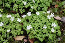 185503_1.jpg  : 135 KB