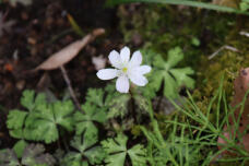 185503_2.jpg  : 58 KB