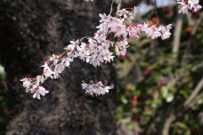 185505_1.jpg  : 121 KB