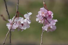 185505_2.jpg  : 93 KB