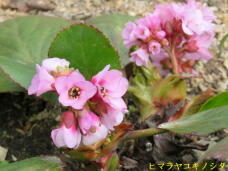 185509_1.jpg  : 48 KB