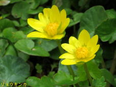 185534_1.jpg  : 35 KB