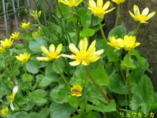 185534_3.jpg  : 65 KB