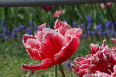 185546_1.jpg  : 126 KB