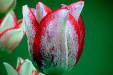 185583_1.jpg  : 53 KB