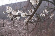 185587_1.jpg  : 210 KB