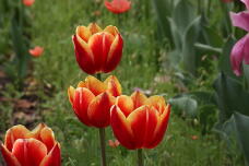 185589_2.jpg  : 112 KB