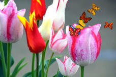 185615_3.jpg  : 76 KB