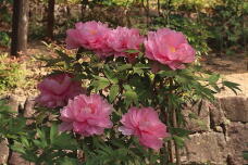 185635_2.jpg  : 171 KB