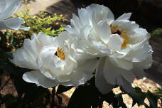 185635_3.jpg  : 108 KB