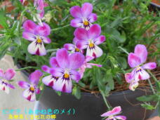 185640_1.jpg  : 58 KB