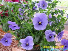 185640_2.jpg  : 77 KB