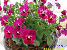 185640_3.jpg  : 72 KB