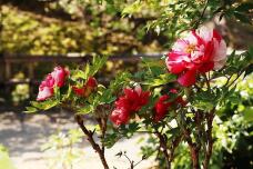 185651_2.jpg  : 137 KB