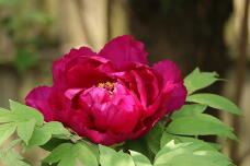 185651_3.jpg  : 88 KB