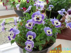 185654_1.jpg  : 66 KB