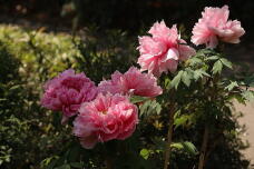 185661_2.jpg  : 130 KB