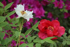 185661_3.jpg  : 119 KB