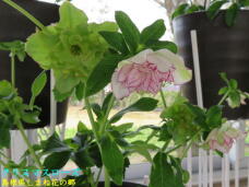 185669_2.jpg  : 50 KB