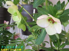 185669_3.jpg  : 49 KB