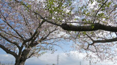 185673_2.jpg  : 370 KB