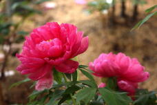 185677_1.jpg  : 96 KB