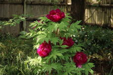 185677_2.jpg  : 155 KB