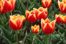 185687_1.jpg  : 80 KB