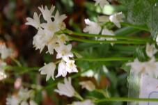 185690_1.jpg  : 85 KB