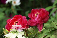 185691_3.jpg  : 114 KB